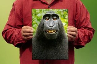 Британский фотограф получил авторское право на селфи макаки