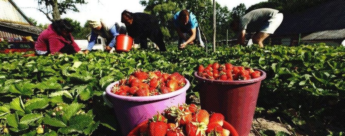 Як Захід полює на українських заробітчан