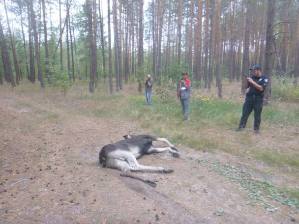 У Києві провели масштабну операцію з порятунку лося