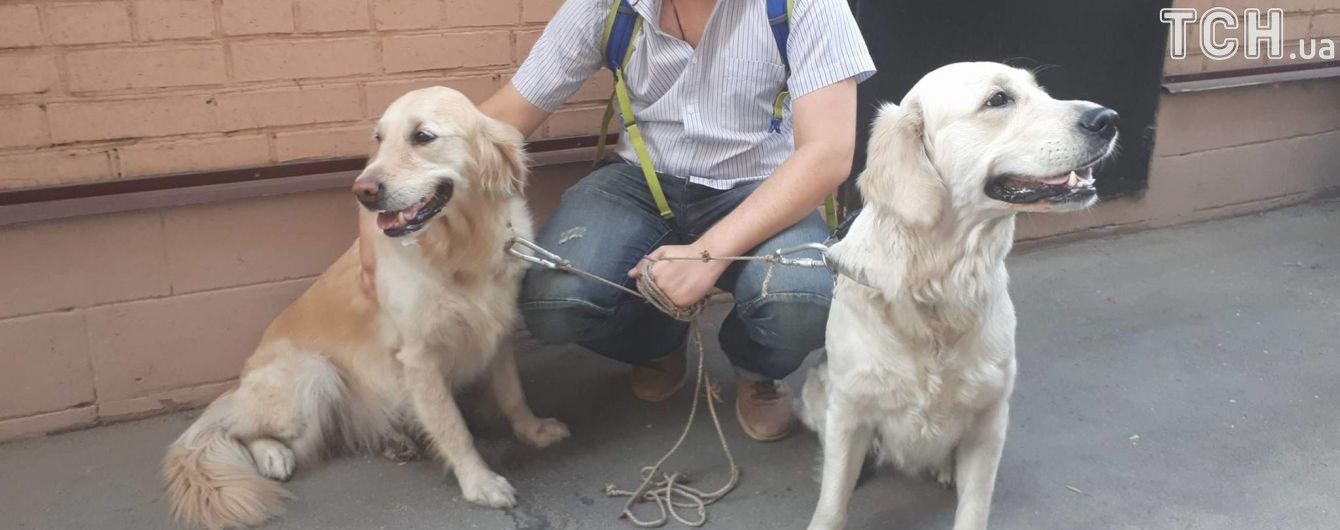 У Києві з пожежі у квартирі врятували двох песиків