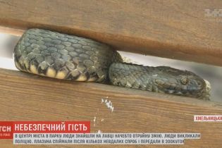 Почти метровая змея напугала прохожих в парке Хмельницкого