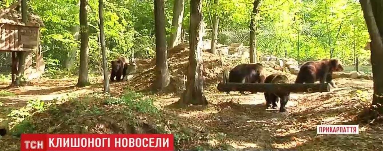 Особливе меню та розваги: ведмедицю Діну з трьома дітьми перевезли до нової домівки на Прикарпатті