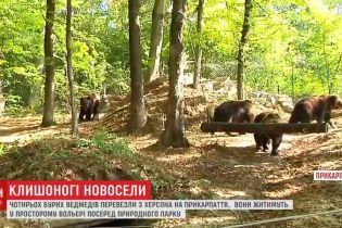 Особливе меню та розваги: ведмедицю Діну з трьома дітьми перевезли до нової домівки на Прикарпатті