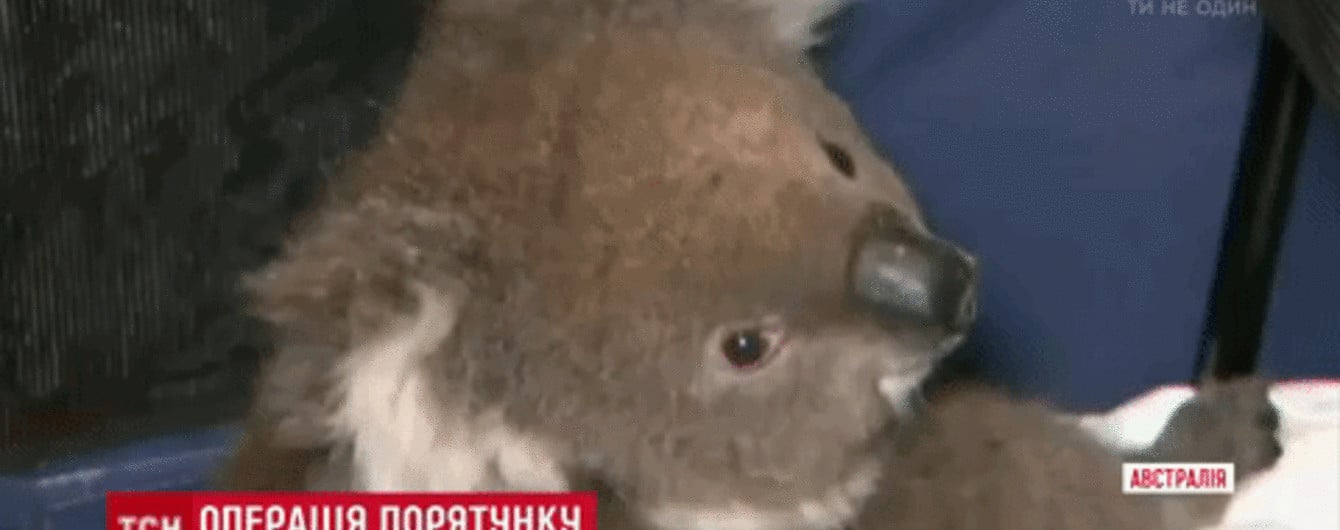 В Австралии с буровой вышки пришлось снимать перепуганную коалу