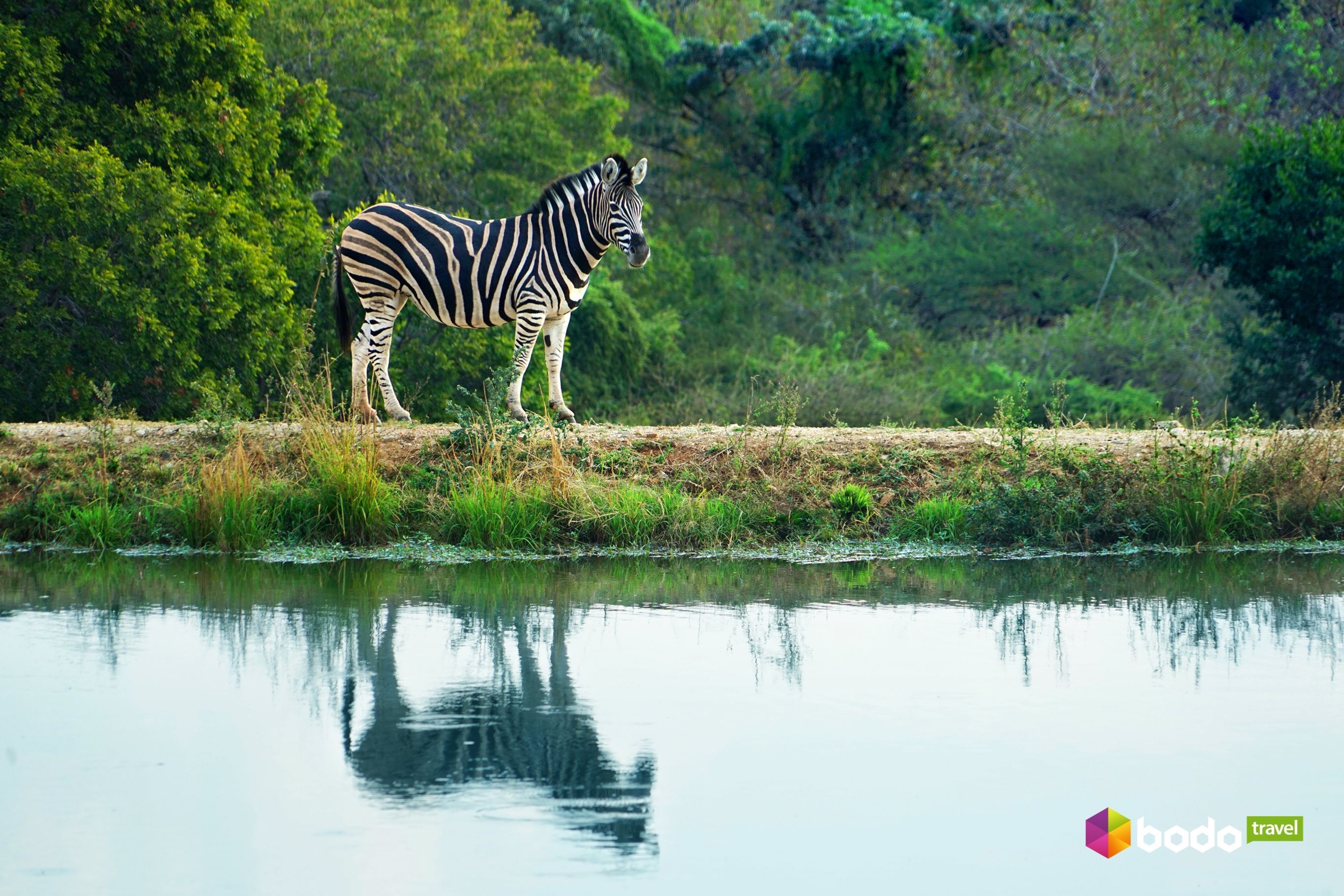 ПАР, Bodo Travel_10