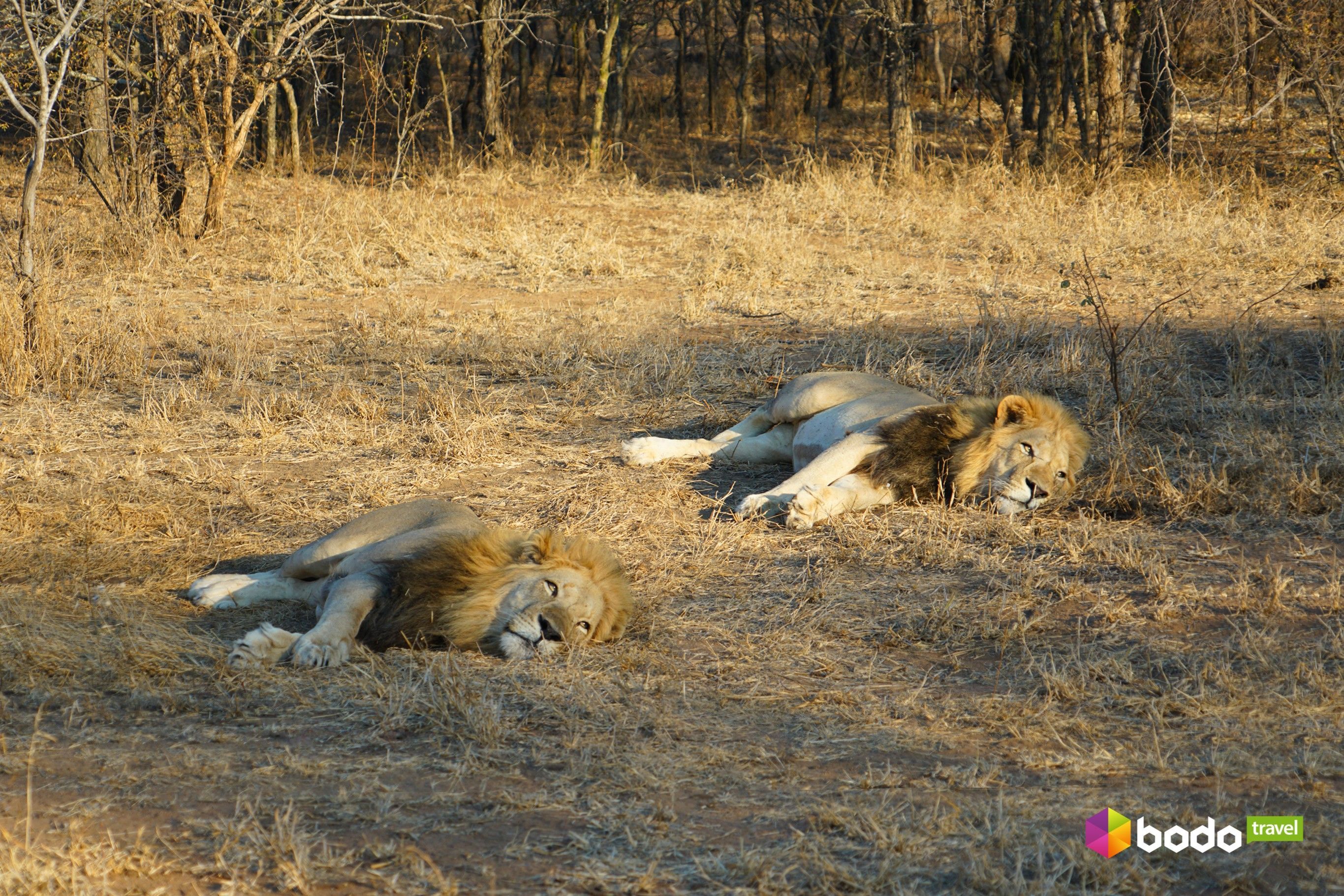 ПАР, Bodo Travel_11