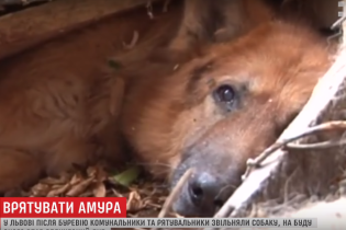 Операция "Амур". Во Львове из-под завалов столетнего дуба спасли овчарку