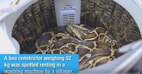"Пригріла" змію в пральній машині. Китаянка випадково виявила вдома величезного удава