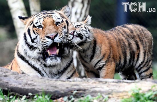 Хижі пестощі. Reuters показало життя родини тигрів у Гамбурзі
