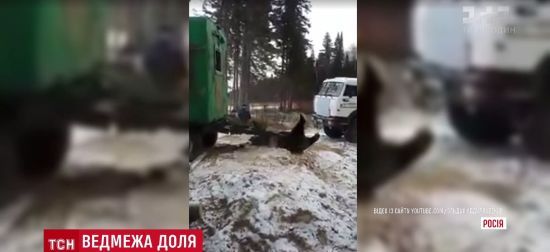У Росії великий ведмідь застряг у вікні вагончика для робітників