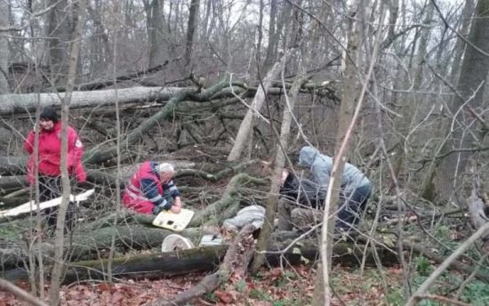 На Київщині жінку на смерть придавило деревом під час збирання грибів