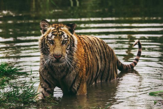 У Росії тигр загриз у лісі чоловіка, який збирав шишки