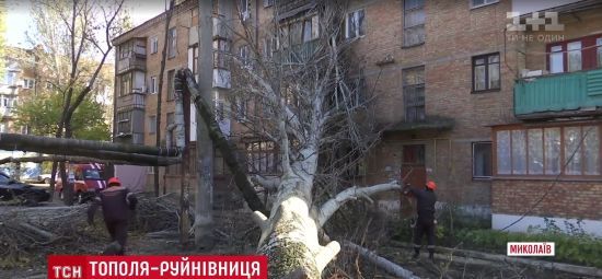 У Миколаєві повалене вітром дерево впало на житловий будинок і перебило теплотрасу