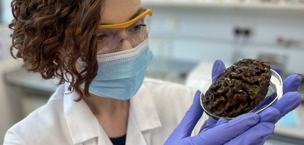 Ученые добыли ценную информацию из мозга древних людей