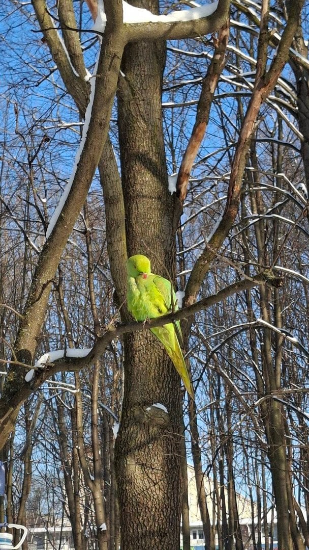 Папуги Крамера витримують морози до 20 градусів. Фото: Facebook / Наталка Олійник / © фото з соцмереж
