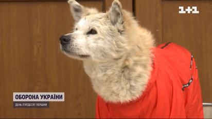 "Макарівський Хатіко" – як склалась доля вірної собаки Ріні, яка понад місяць чекала на свою господарку