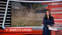 Африка потерпає від нашестя сарани