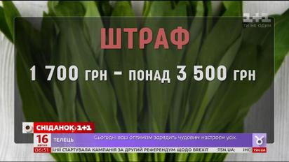 Чому черемша внесена до Червоної книги та як дістати її законно
