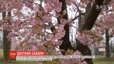 В ботаническом саду Шанхая небывало рано расцвели сакуры