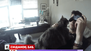 Кошка может научить вас тратить меньше времени на видеоигры