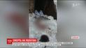 На Львівщині снаряд від ручного гранатомета вбив прикордонника