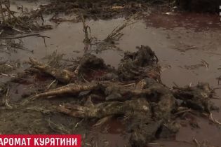 "Хай нюхають, сволота!": селян обурив запис розмови менеджерів "Гаврилівських курчат" про скандальні відходи