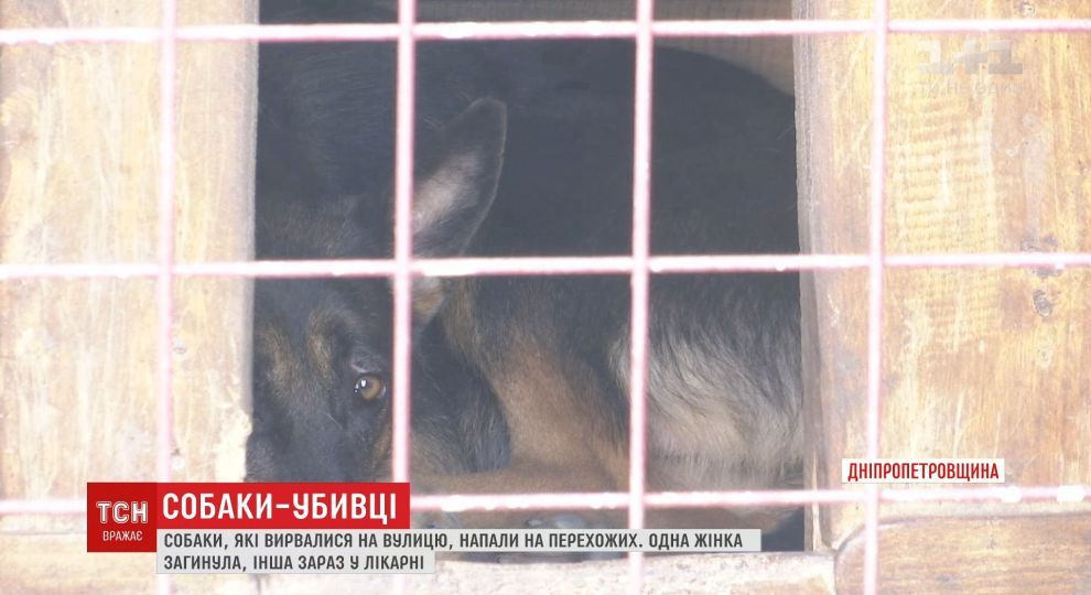 Псы загрызли насмерть женщину прямо посреди улицы на Днепропетровщине