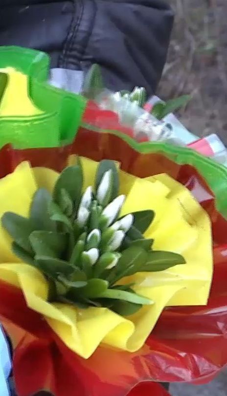 В винницких лесах зацвели "новогодние" подснежники