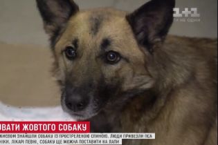 У Києві рятують собаку, якого знайшли у лісі з простреленою спиною