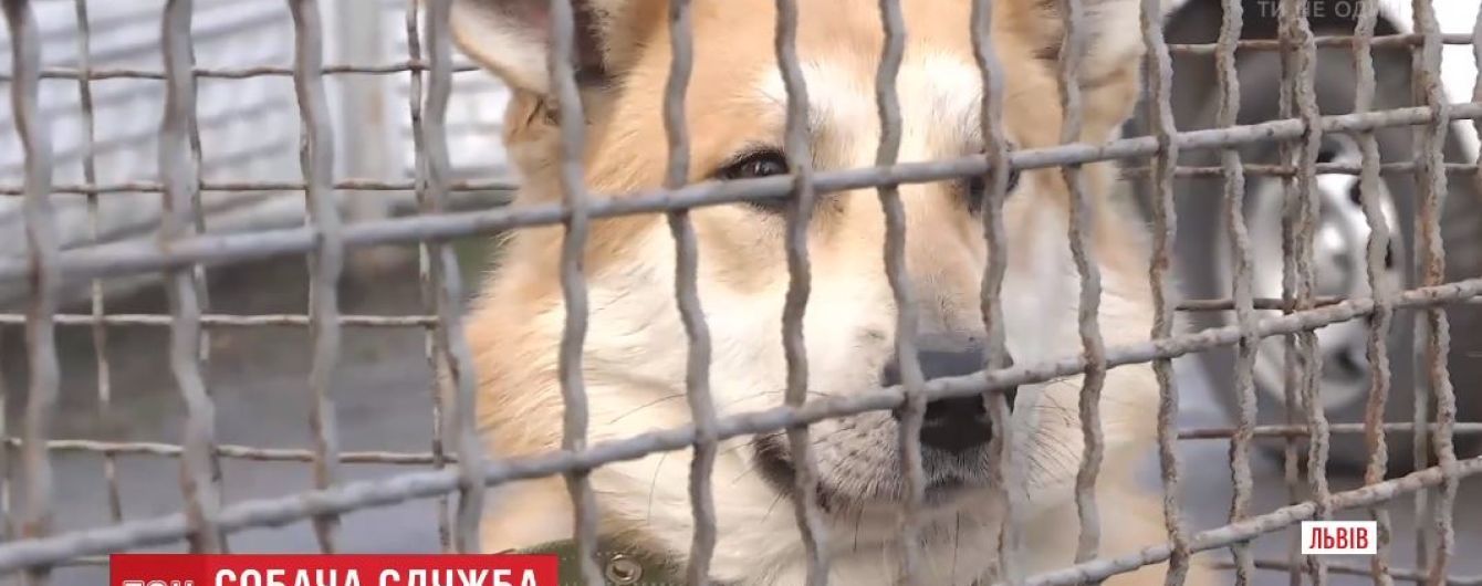 У Львові поліцейські взяли на службу двох безпритульних псів