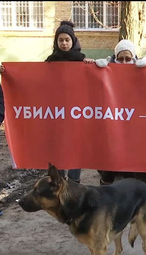 У Києві підлітки прив’язали петарду під хвоста собаці й підпалили