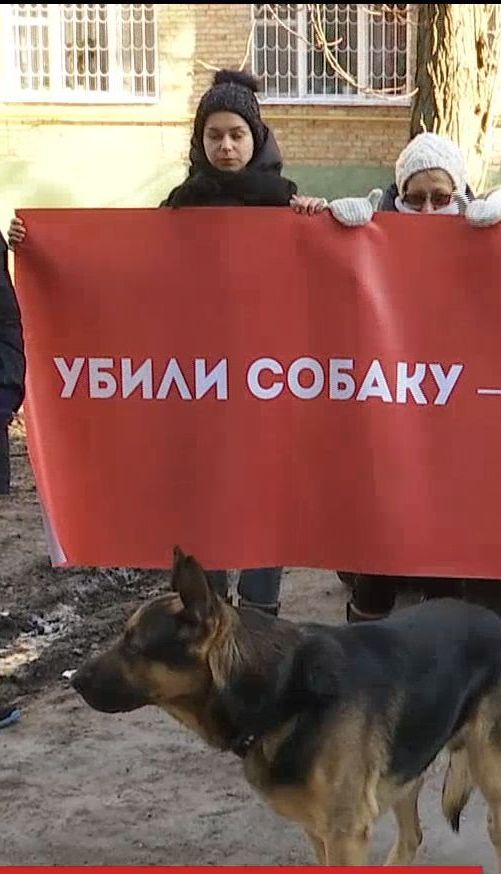 В Киеве подростки привязали петарду под хвост собаке и подожгли
