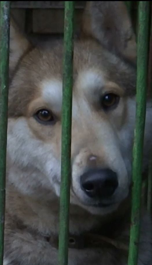 На Житомирщині розгорівся скандал через вбивство собак, що напали на обійстя пенсіонера