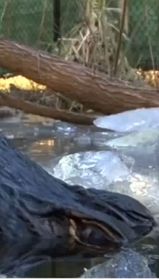 У Північній Кароліні зафільмували, як крокодили виживають за мінусової температури