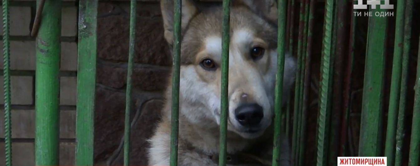 Собаки и куры вызвали драку и стрельбу на Житомирщине