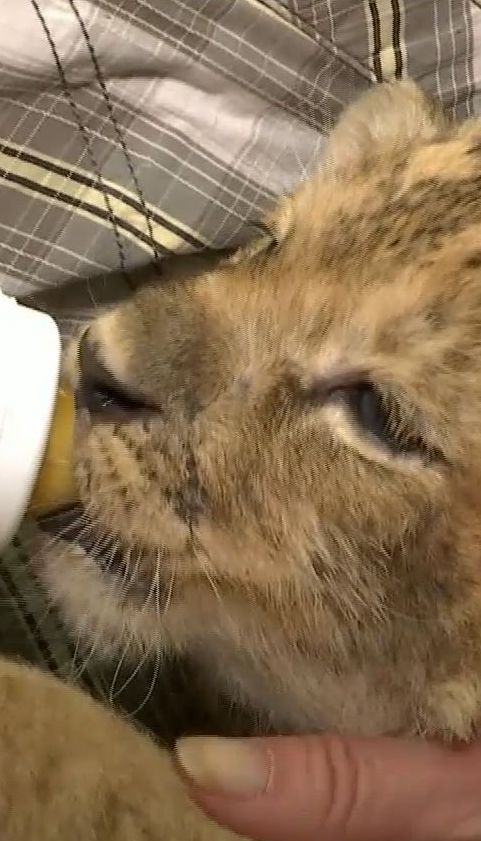 Львенок Сандра, которого бывший хозяин накачивал наркотиками, получил одесскую прописку