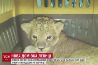 Левицю, яку колишній господар накачував наркотиками, конфіскували і передали до Одеського зоопарку