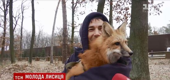 Українця оштрафували на 800 грн за появу в супермаркеті з прирученою лисичкою