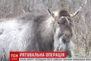 У Дніпрі після смерті господаря кози збилися у зграю із собаками та котом і оселилися у сквері
