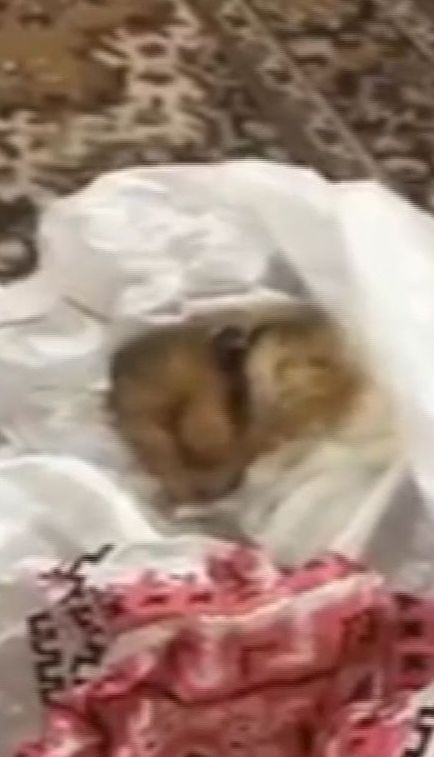 18-летняя львовянка похвасталась мертвым хомяком в пакете, которого заморила голодом
