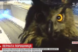Сова захистила лихачів від поліції у Фінляндії