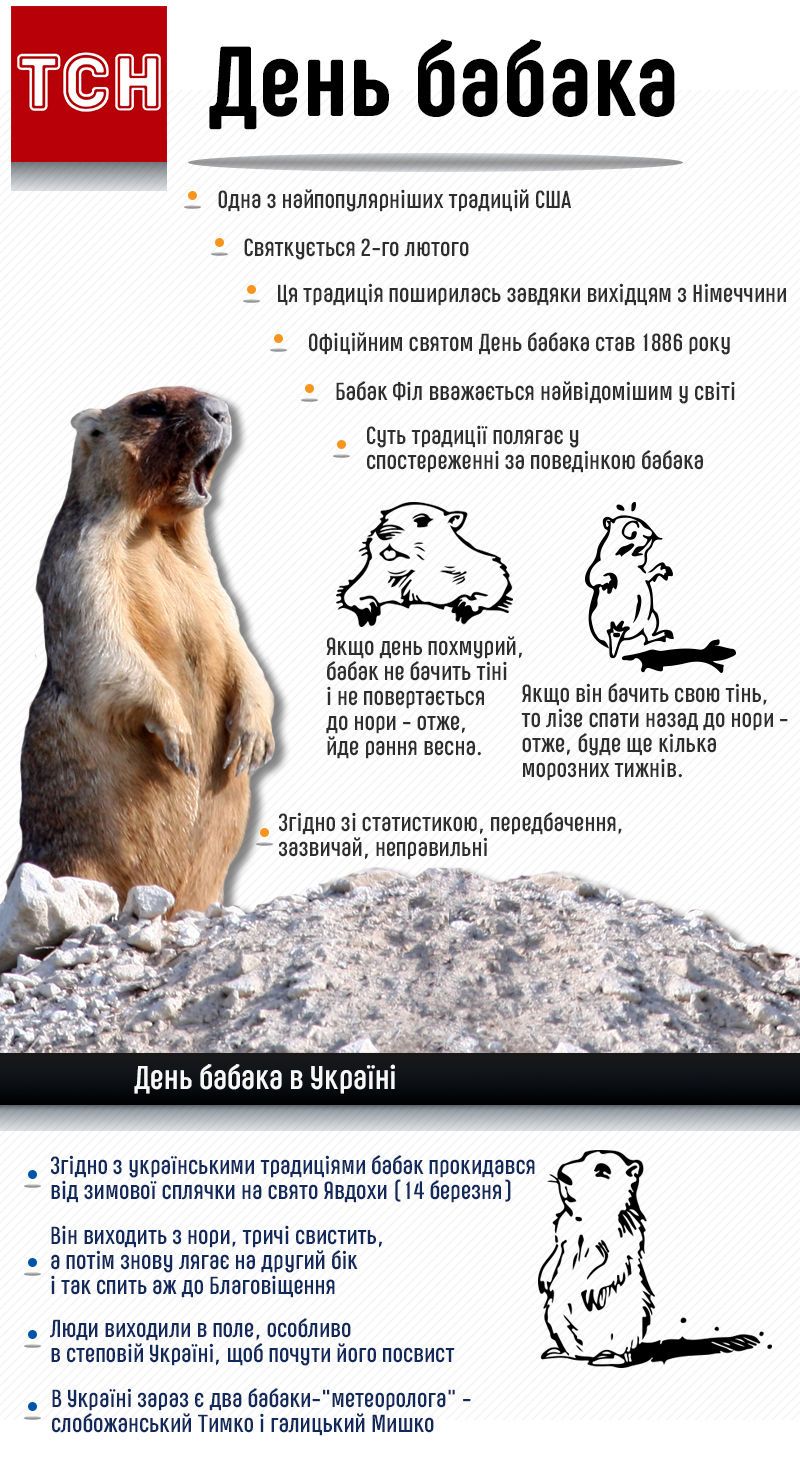день бабака. інфографіка