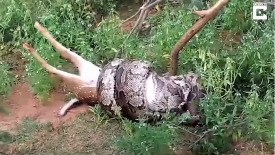 На Шрі-Ланці чотириметровий пітон проковтнув оленя на очах у туристів