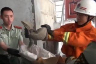 Величезна ящірка залізла в будинок і до божевілля налякала господиню
