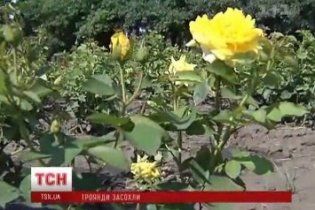 Киевские коммунальщики "похоронили" тысячи розовых кустов на 12 млн грн