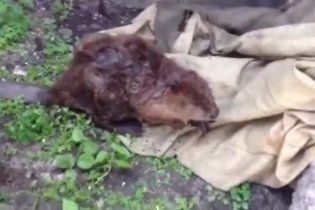 В Киеве бобер забрался во двор многоэтажки и перепугал жильцов (видео)