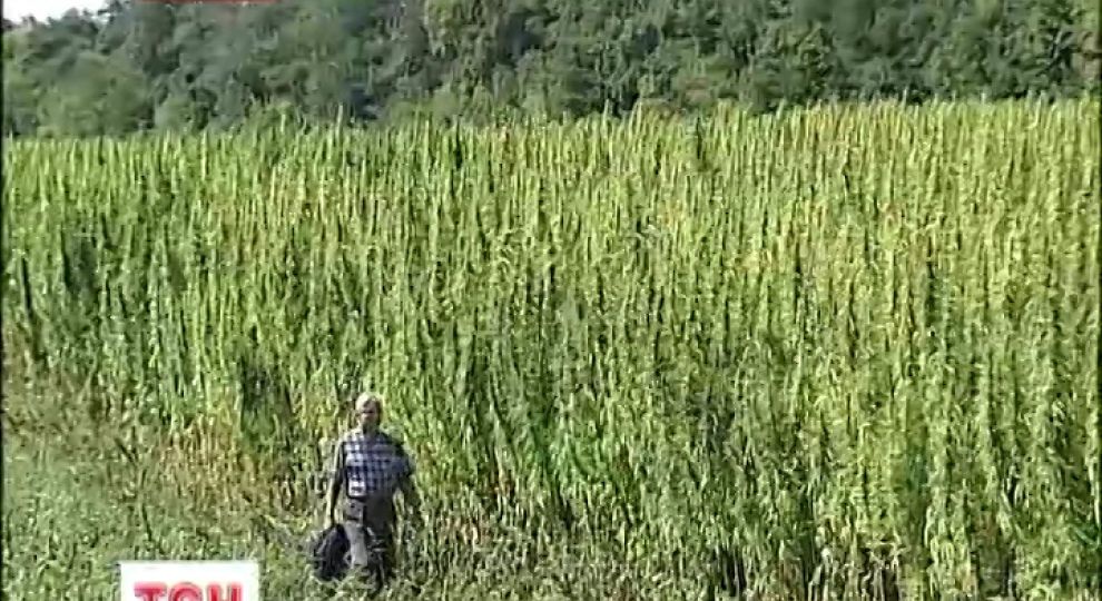конопля нарколог