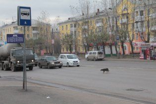 У Черкасах пес 5 років чекає свого господаря на зупинці