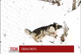 В столице кто-то устроил искусственный "собакомор"
