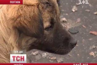 В Полтаве на бешеного пса-монстра охотятся милиционеры с оружием